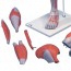 Modèle de muscle de jambe amovible en sept pièces différentes Modèle de muscle de jambe amovible en sept pièces différentes